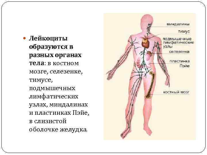  Лейкоциты образуются в разных органах тела: в костном мозге, селезенке, тимусе, подмышечных лимфатических