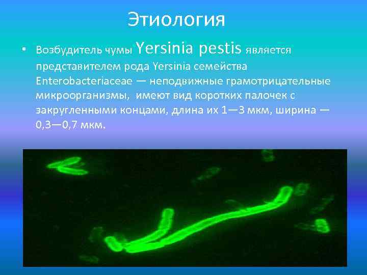 Этиология • Возбудитель чумы Yersinia pestis является представителем рода Yersinia семейства Enterobacteriaceae — неподвижные