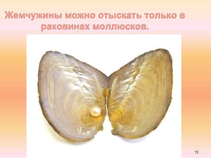 Жемчужины можно отыскать только в раковинах моллюсков. 72 
