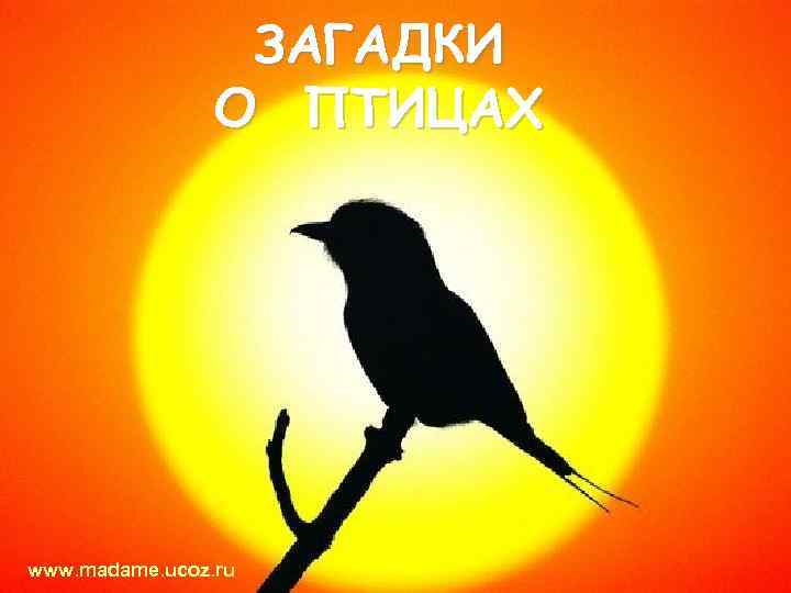 ЗАГАДКИ О ПТИЦАХ www. madame. ucoz. ru 