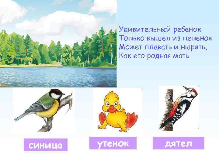 Удивительный ребенок Только вышел из пеленок Может плавать и нырять, Как его родная мать