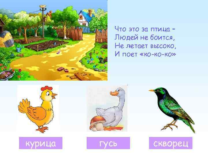 Что это за птица – Людей не боится, Не летает высоко, И поет «ко-ко-ко»