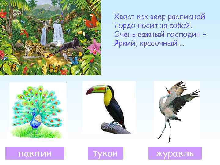 Хвост как веер расписной Гордо носит за собой. Очень важный господин – Яркий, красочный