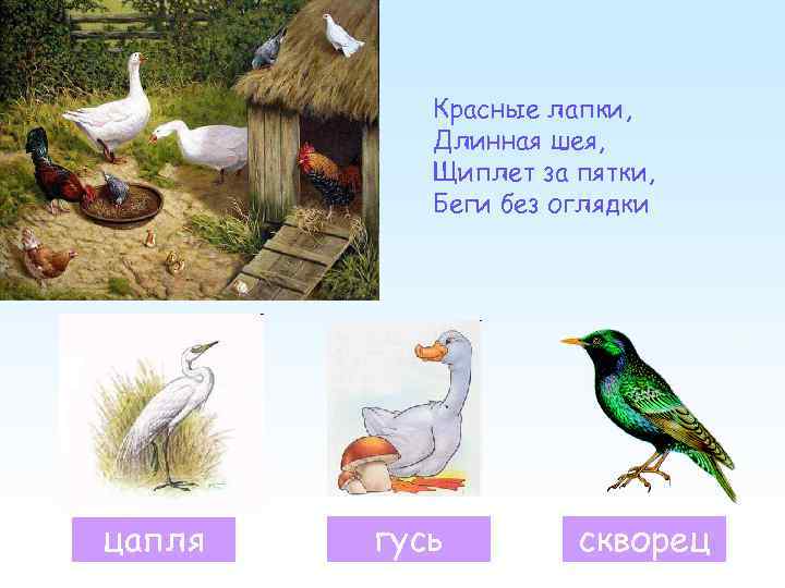 Красные лапки, Длинная шея, Щиплет за пятки, Беги без оглядки цапля гусь скворец 