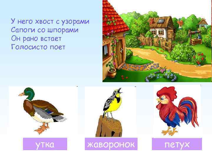 У него хвост с узорами Сапоги со шпорами Он рано встает Голосисто поет утка