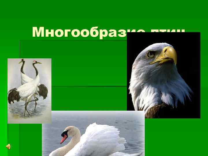 Многообразие птиц 