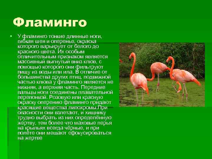 Фламинго § У фламинго тонкие длинные ноги, гибкая шея и оперенье, окраска которого варьирует
