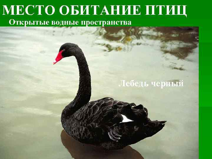 МЕСТО ОБИТАНИЕ ПТИЦ Открытые водные пространства Лебедь черный 