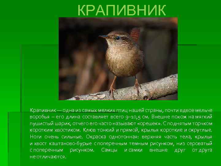 КРАПИВНИК Крапивник — одна из самых мелких птиц нашей страны, почти вдвое мельче воробья