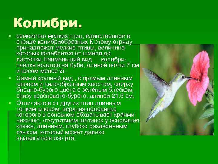 Колибри. § семейство мелких птиц, единственное в отряде колибриобра зных К этому отряду принадлежат