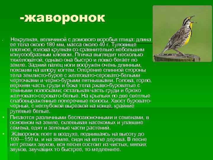 -жаворонок Некрупная, величиной с домового воробья птица: длина ее тела около 180 мм, масса