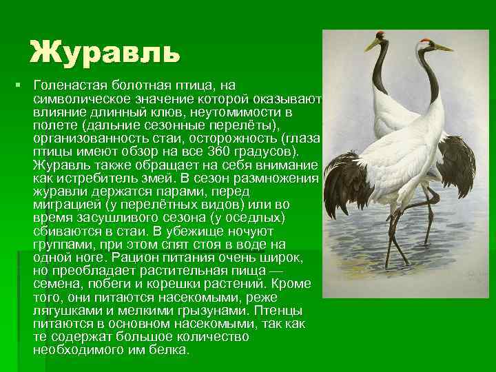 Журавль § Голенастая болотная птица, на символическое значение которой оказывают влияние длинный клюв, неутомимости