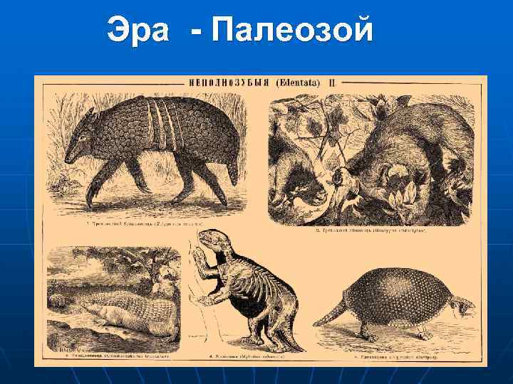 Эра - Палеозой (древняя жизнь) 