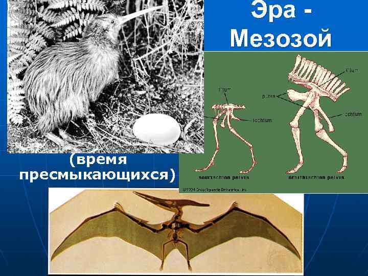 Эра Мезозой (время пресмыкающихся) 