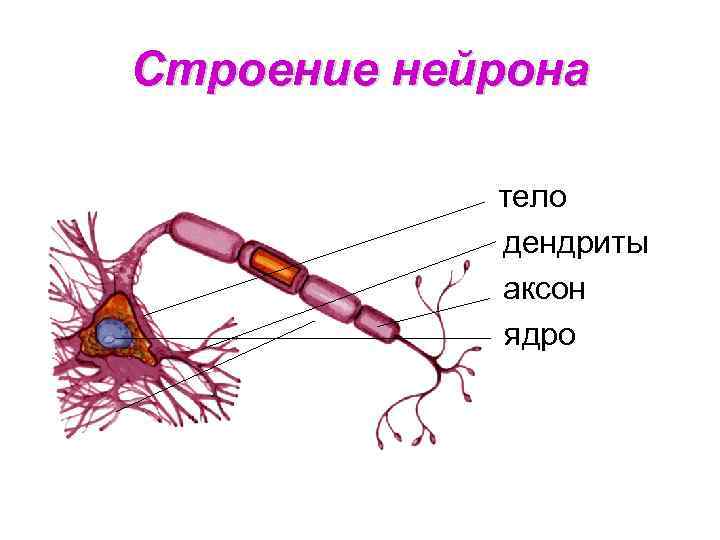 Биология 8 класс строение нейрона рисунок