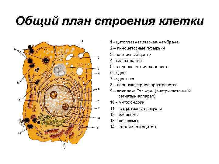 Общий план строения клетки 1 - цитоплазматическая мембрана 2 – пиноцетозные пузырьки 3 –