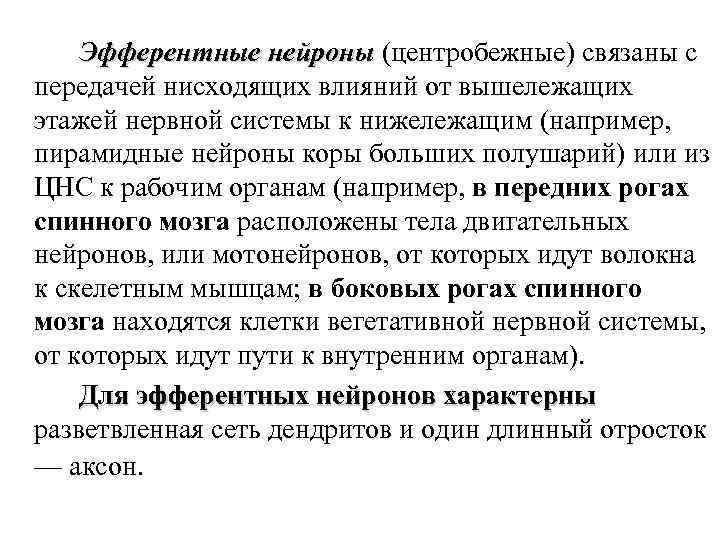 Эфферентные нейроны (центробежные) связаны с Эфферентные нейроны передачей нисходящих влияний от вышележащих этажей нервной