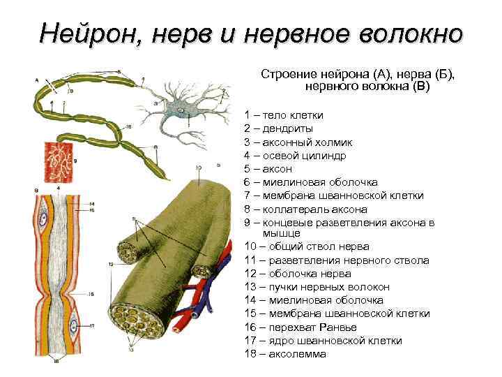 Нейрон, нерв и нервное волокно Строение нейрона (А), нерва (Б), нервного волокна (В) 1