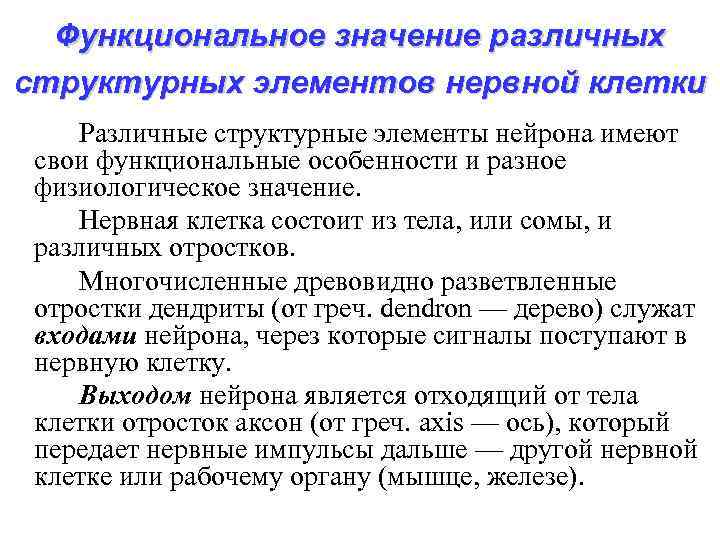 Функциональное значение различных структурных элементов нервной клетки Различные структурные элементы нейрона имеют свои функциональные