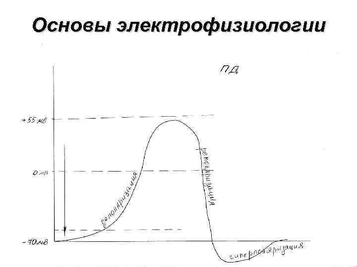 Основы электрофизиологии 