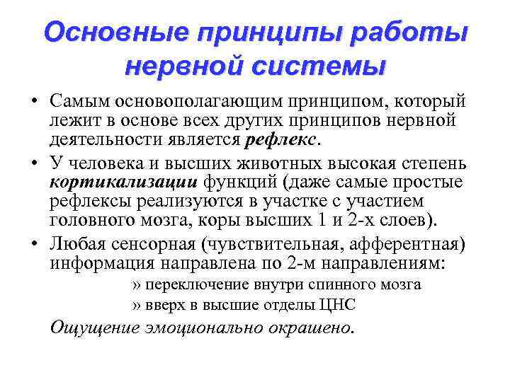 Основные принципы работы нервной системы • Самым основополагающим принципом, который лежит в основе всех