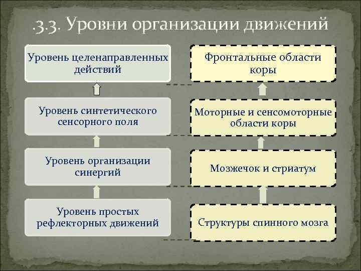 . 3. 3. Уровни организации движений Уровень целенаправленных действий Фронтальные области коры Уровень синтетического