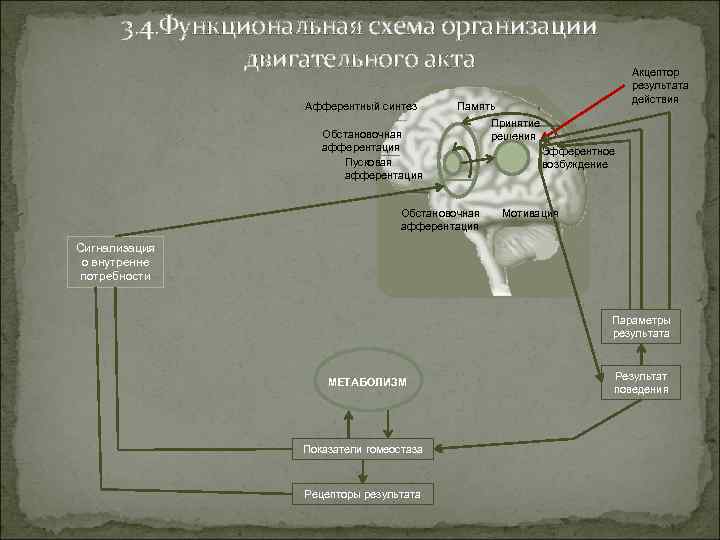3. 4. Функциональная схема организации двигательного акта Афферентный синтез Акцептор результата действия Память Обстановочная