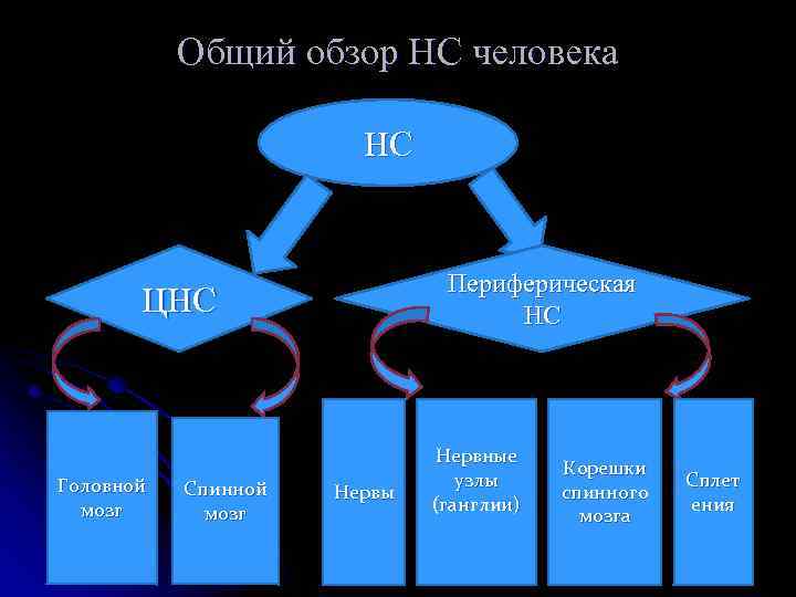 Общий обзор НС человека НС Периферическая НС ЦНС Головной мозг Спинной мозг Нервы Нервные