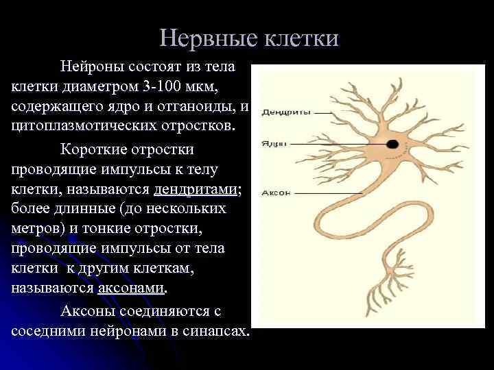 Нервные клетки Нейроны состоят из тела клетки диаметром 3 -100 мкм, содержащего ядро и