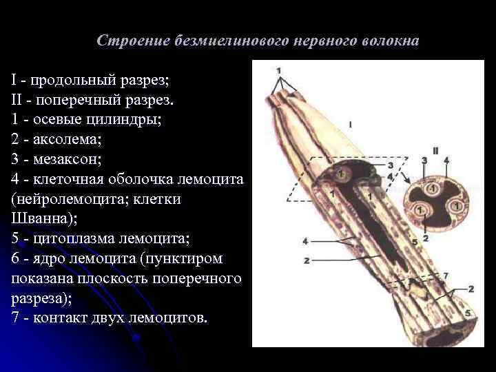  Строение безмиелинового нервного волокна I - продольный разрез; II - поперечный разрез. 1