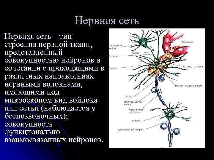 Нервная сеть – тип строения нервной ткани, представленный совокупностью нейронов в сочетании с проходящими