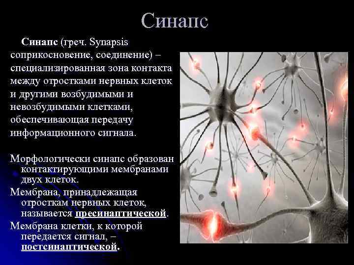 Синапс (греч. Synapsis соприкосновение, соединение) – специализированная зона контакта между отростками нервных клеток и