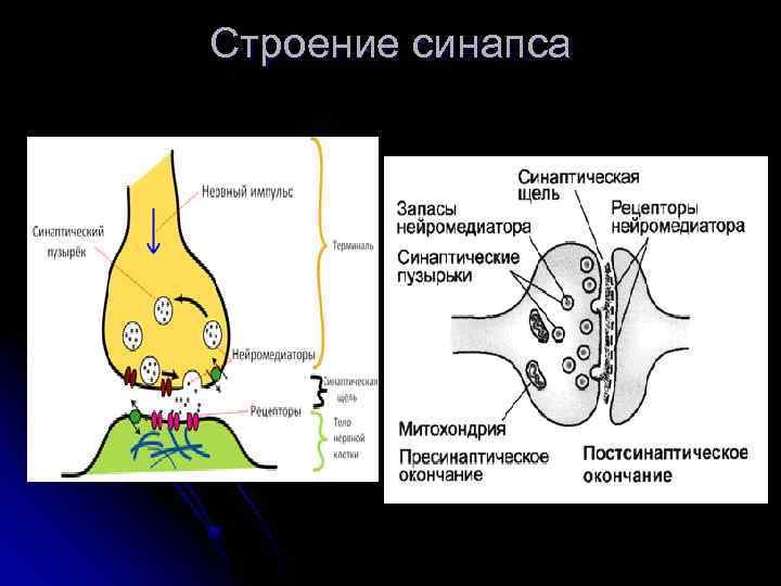Строение синапса 