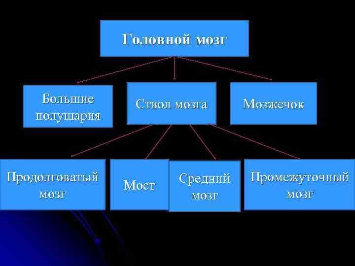 Головной мозг Большие полушария Продолговатый мозг Ствол мозга Мост Средний мозг Мозжечок Промежуточный мозг