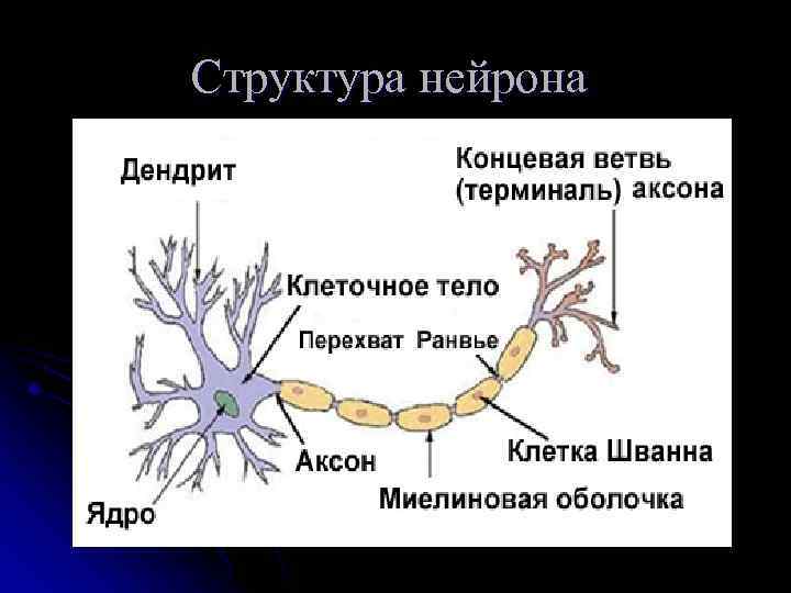 Структура нейрона 