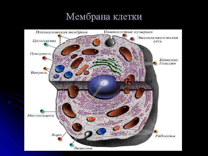 Мембрана клетки 