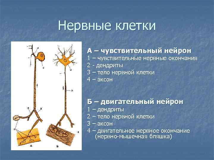 Нервные клетки А – чувствительный нейрон 1 – чувствительные нервные окончания 2 дендриты 3
