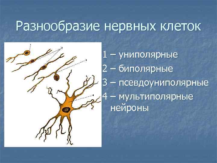 Разнообразие нервных клеток 1 – униполярные 2 – биполярные 3 – псевдоуниполярные 4 –