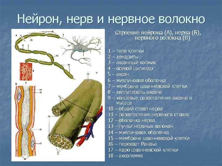 Нейрон, нерв и нервное волокно Строение нейрона (А), нерва (Б), нервного волокна (В) 1