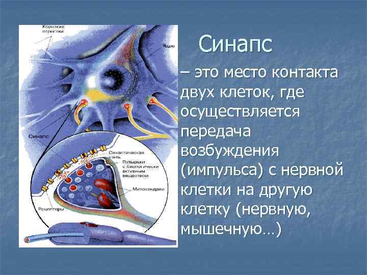 Синапс n – это место контакта двух клеток, где осуществляется передача возбуждения (импульса) с