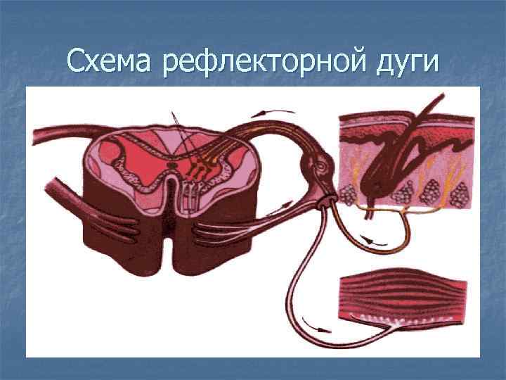 Схема рефлекторной дуги 