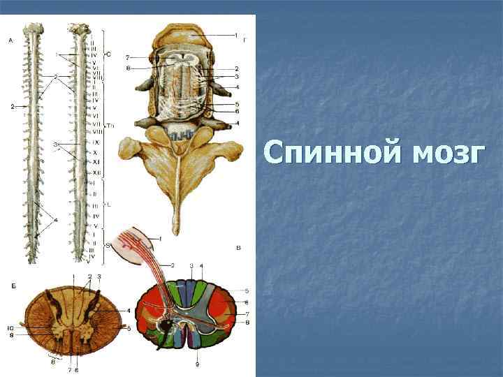 Спинной мозг 