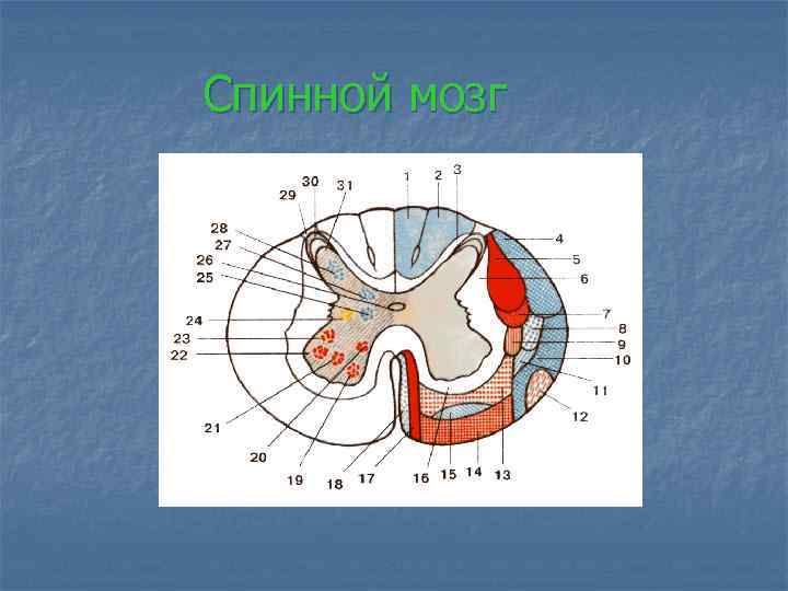 Спинной мозг 