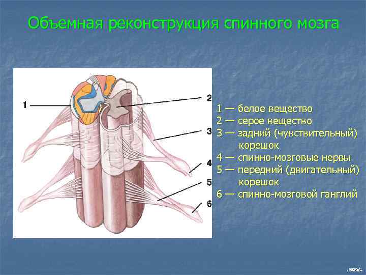 Объемная реконструкция спинного мозга 1 — белое вещество 2 — серое вещество 3 —