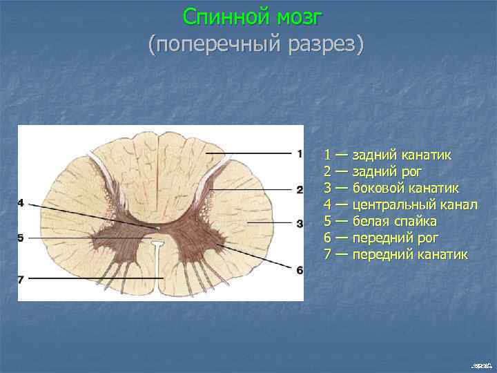 Спинной мозг (поперечный разрез) 1 — задний канатик 2 — задний рог 3 —