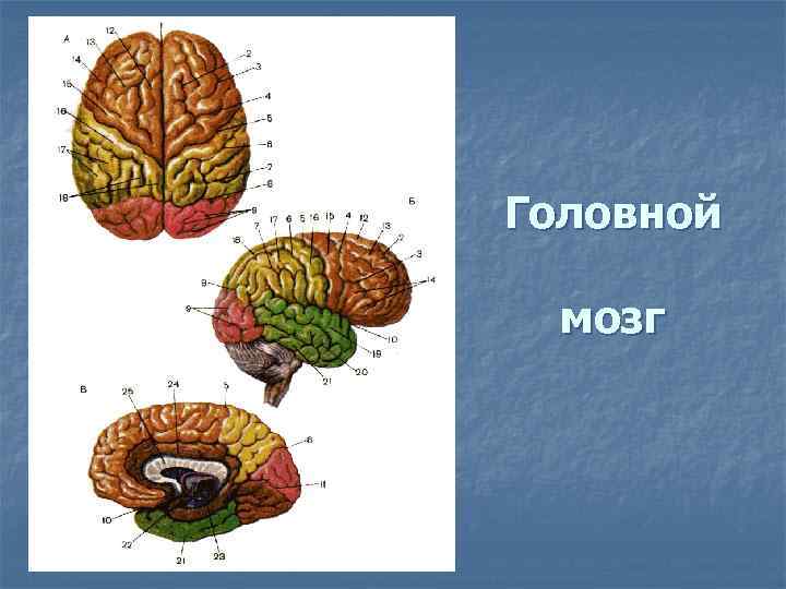 Головной мозг 
