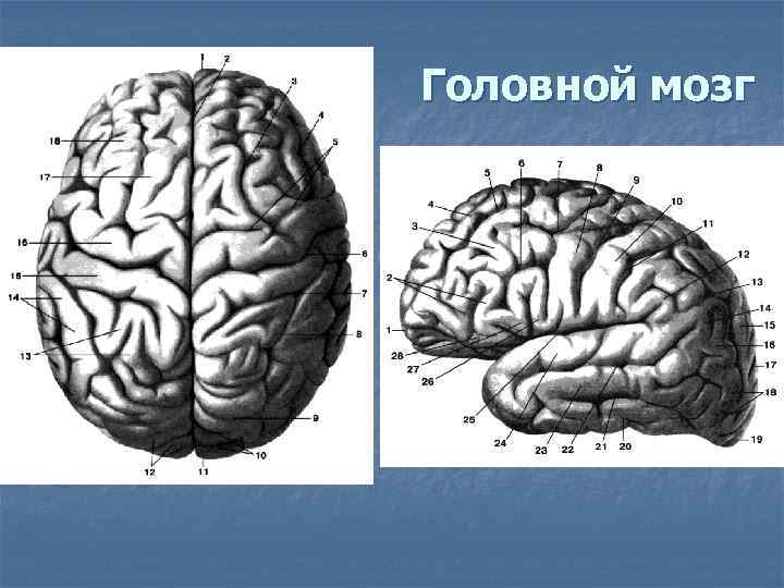 Головной мозг 