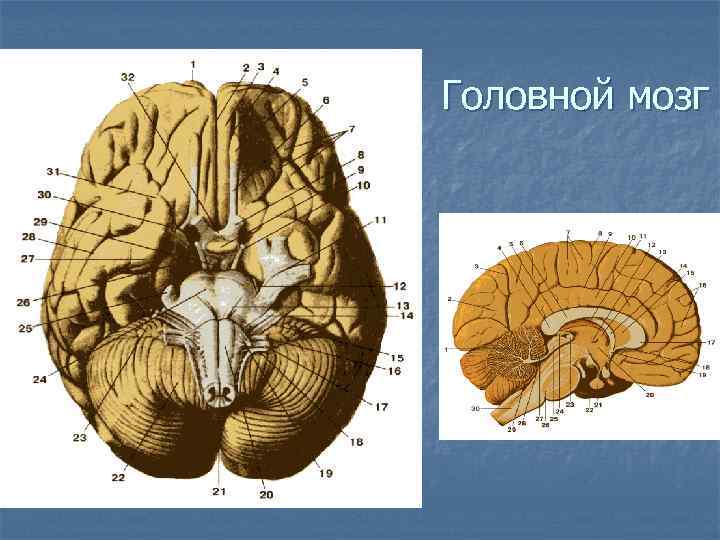 Головной мозг 