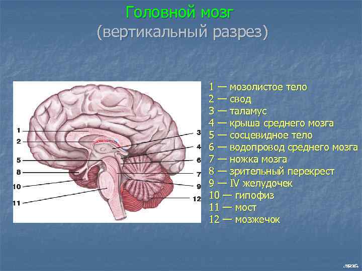 Головной мозг (вертикальный разрез) 1 — мозолистое тело 2 — свод 3 — таламус