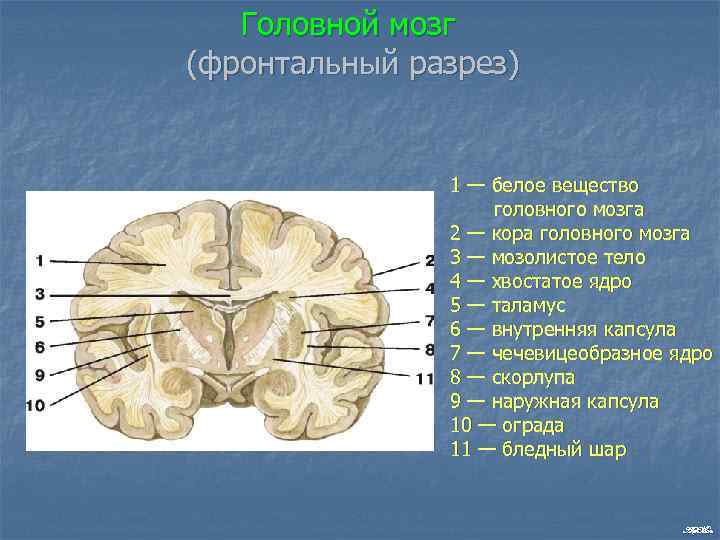 Головной мозг (фронтальный разрез) 1 — белое вещество головного мозга 2 — кора головного